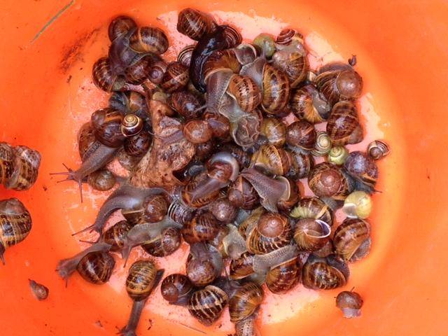 bucket of snails